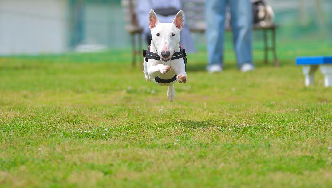 ぼくだって飛べるんだ！