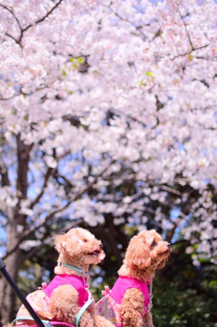 綺麗な桜だね