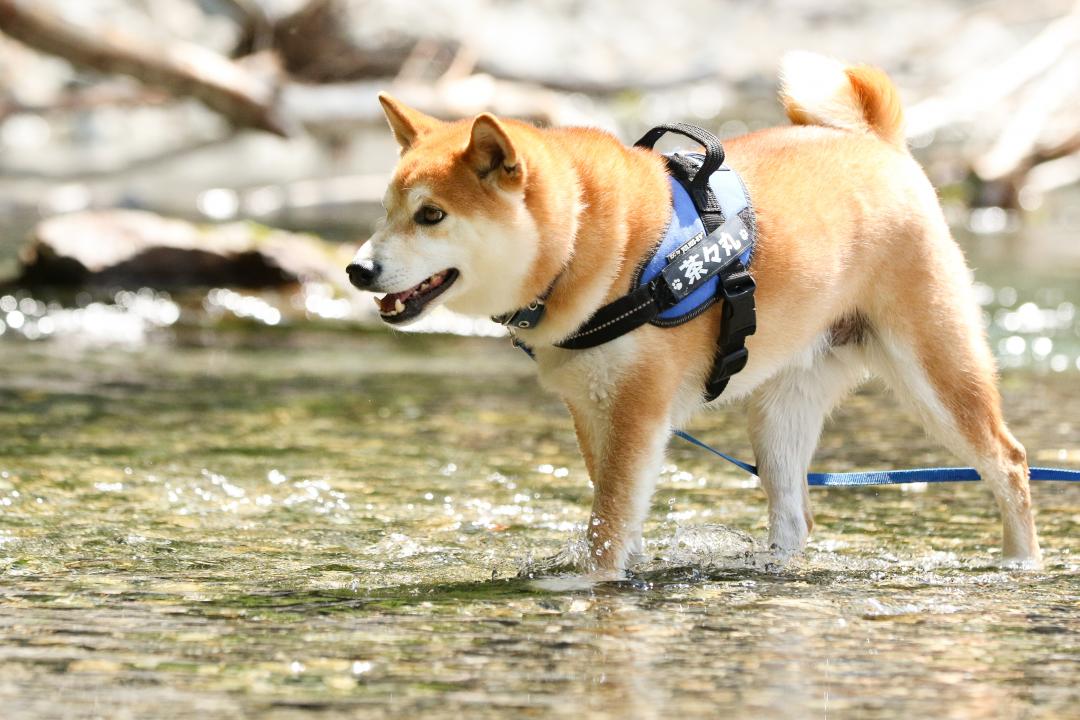 冷たくて気持ちいい～＾＾