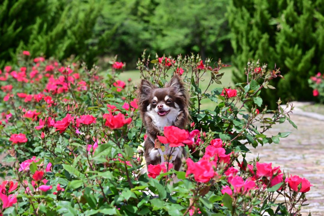 ドイツの森 薔薇園