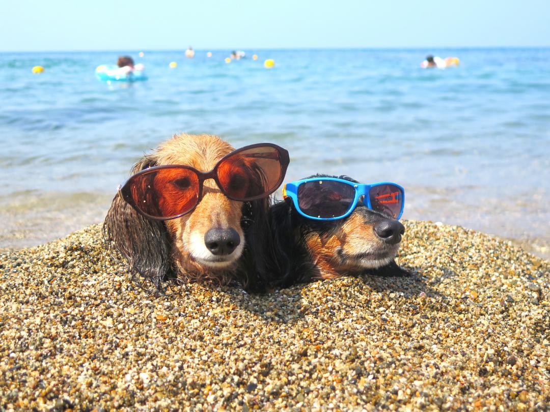 夏はやっぱり海