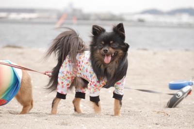 海は広いな大きいな♪