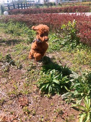 爽快感！！駆け抜けるワンパク犬！