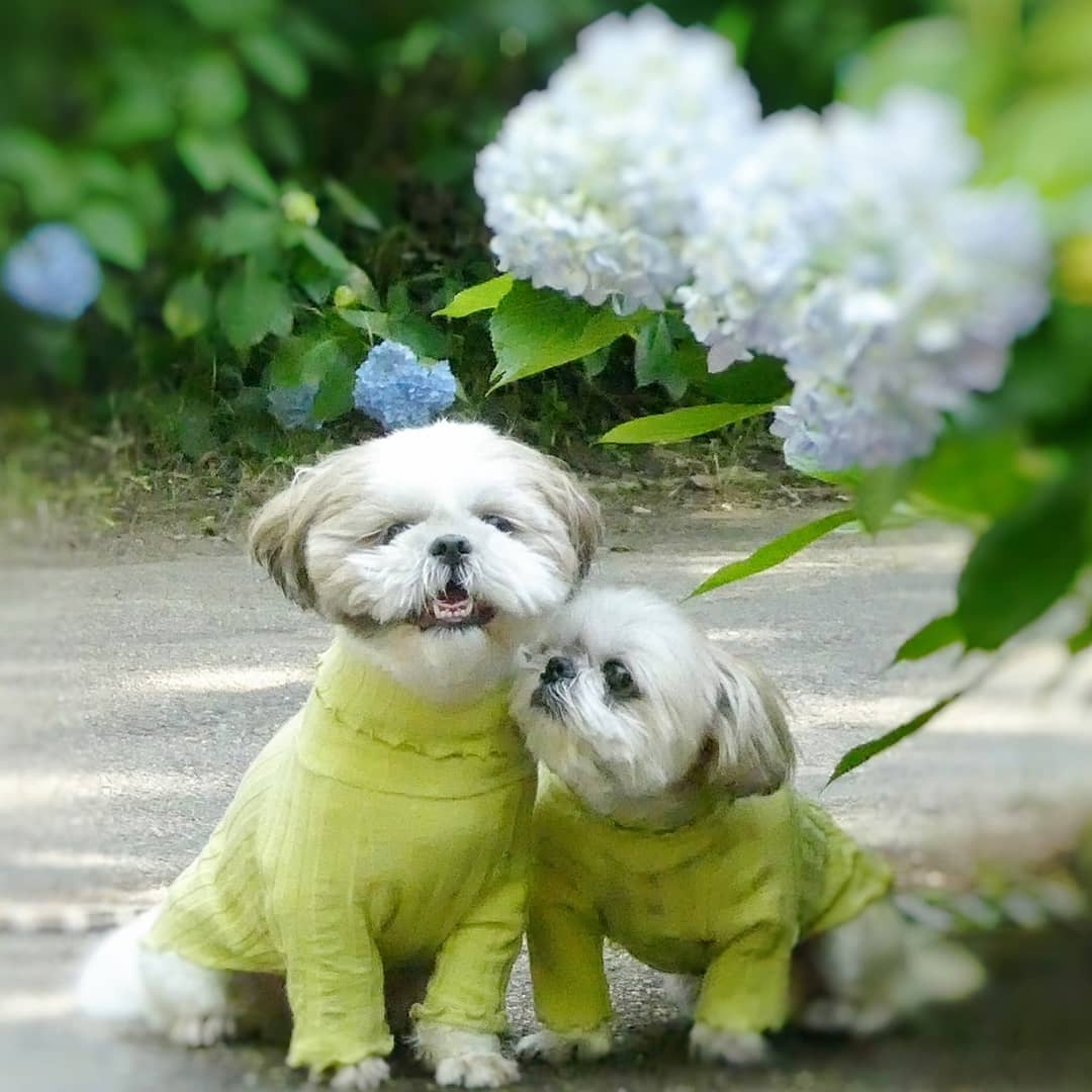 いつもの公園の紫陽花と