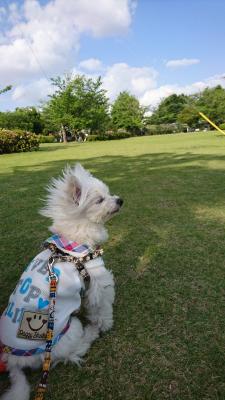 初夏を感じる犬