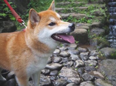 マイナスイオンイオンどこ！はやく食べたい！