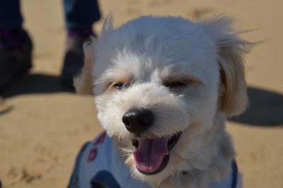 海で笑うけん（犬）