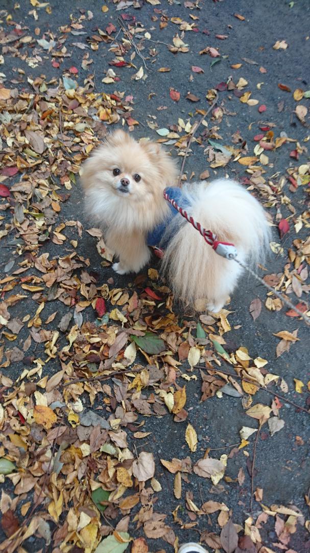 紅葉狩り…紅葉踏み