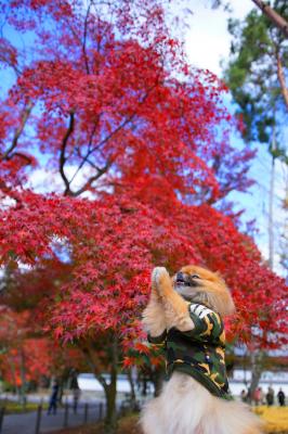 お寺で参拝してからの紅葉狩り