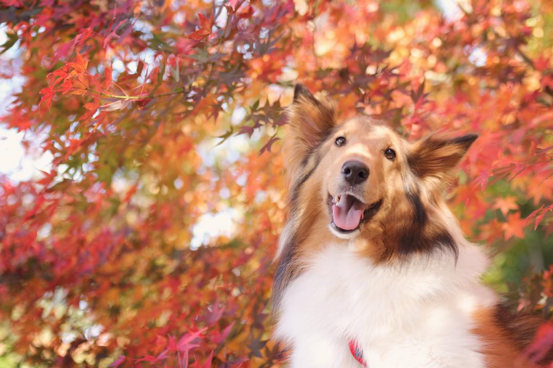 紅葉色の木漏れ日に照らされて