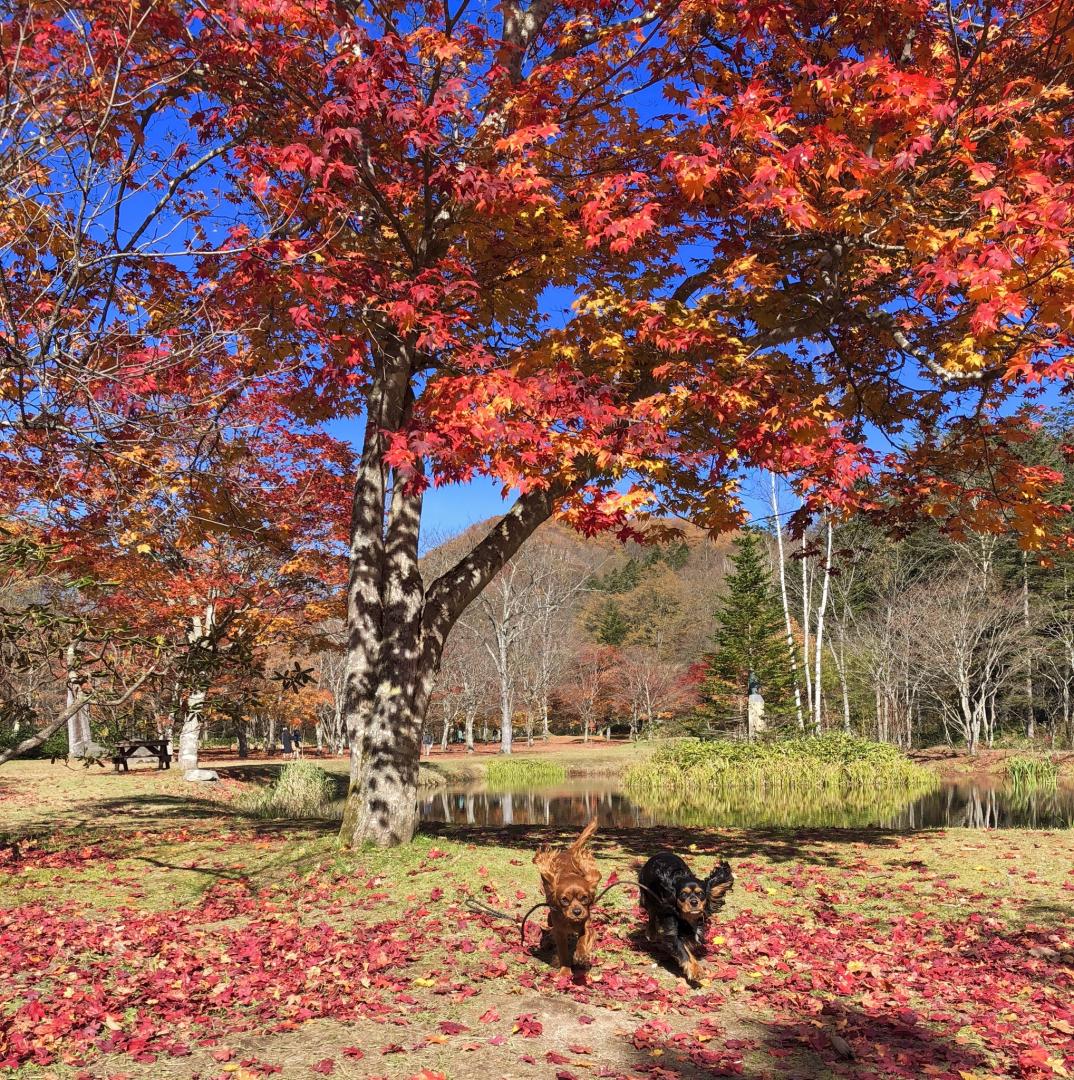 真っ赤な紅葉庭園