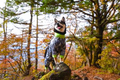 秋の山