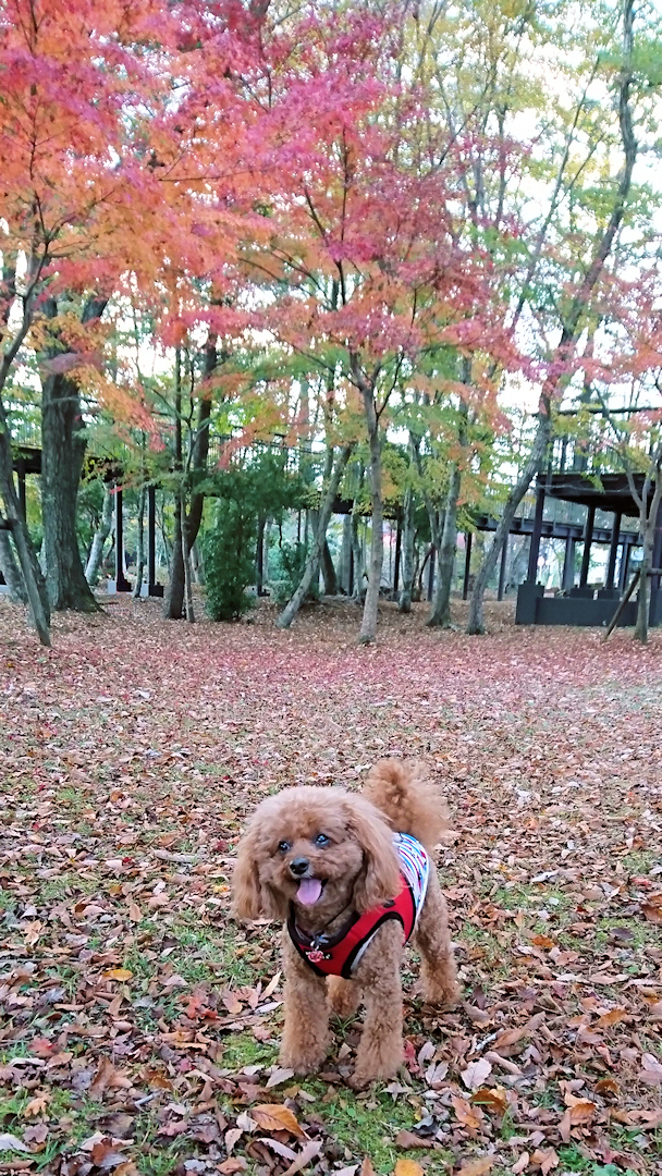 とぉ～ちゃん、涼しくなったね。