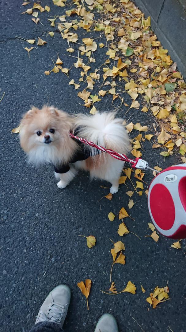 銀杏狩り