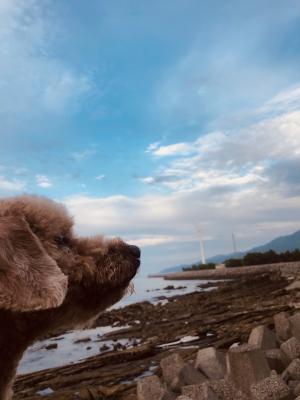 風車と愛犬