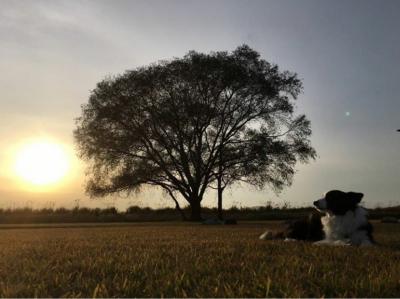 秋の夕日と愛おしい14歳の愛犬