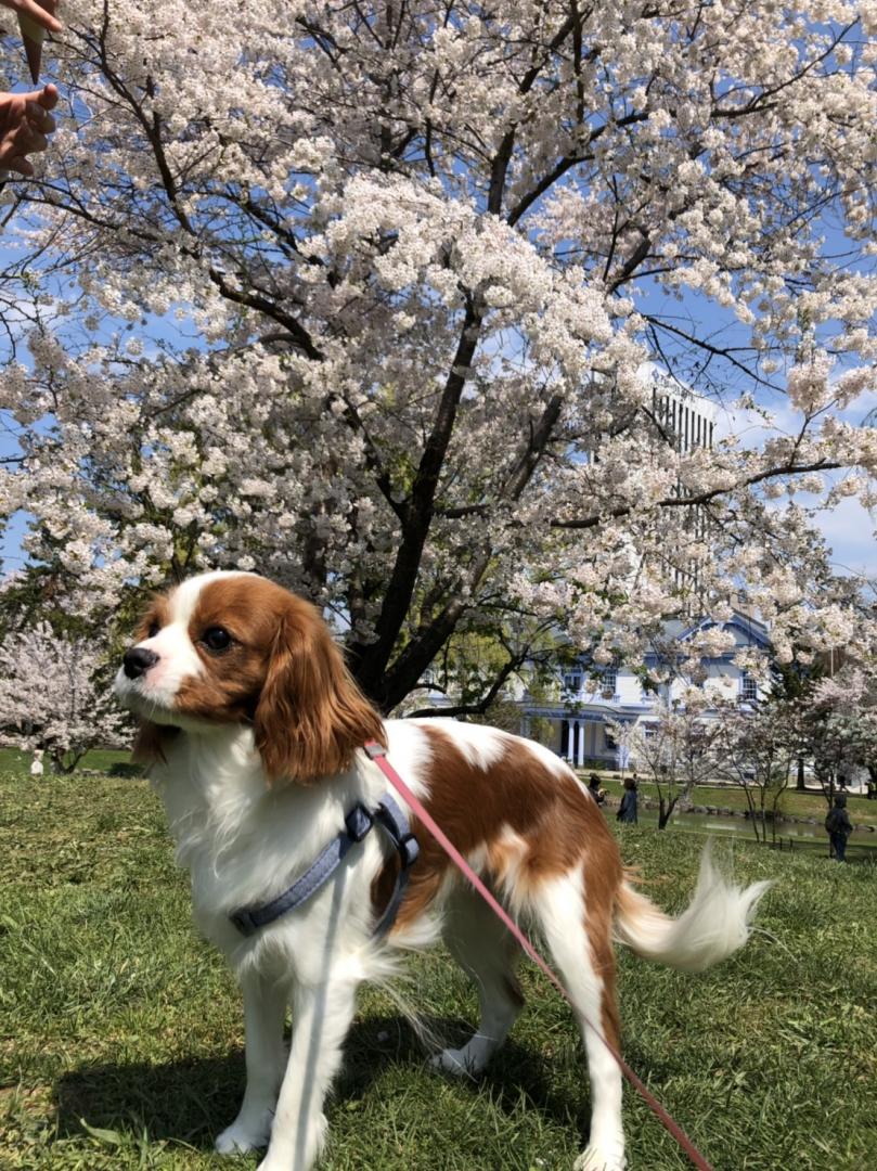 桜