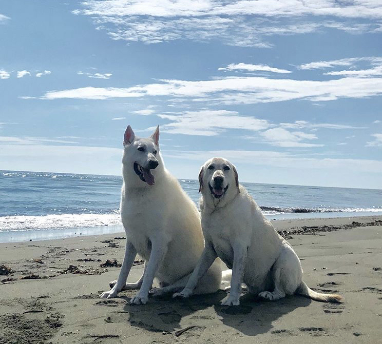 海と愛犬