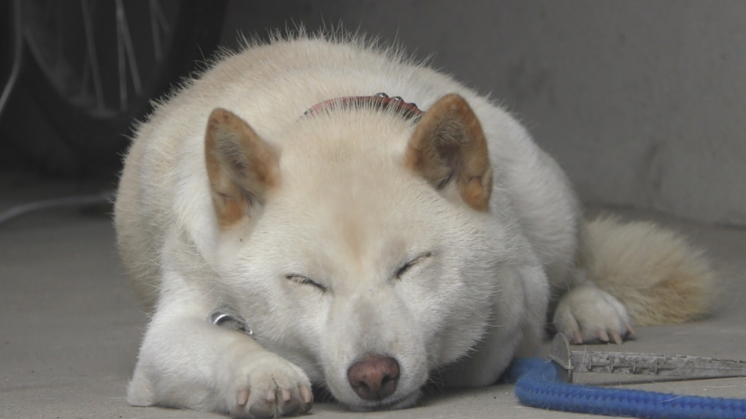 狐顔の柴犬の寝顔