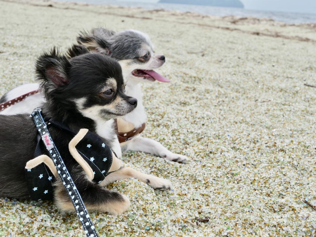 海風が気持ちいいワン