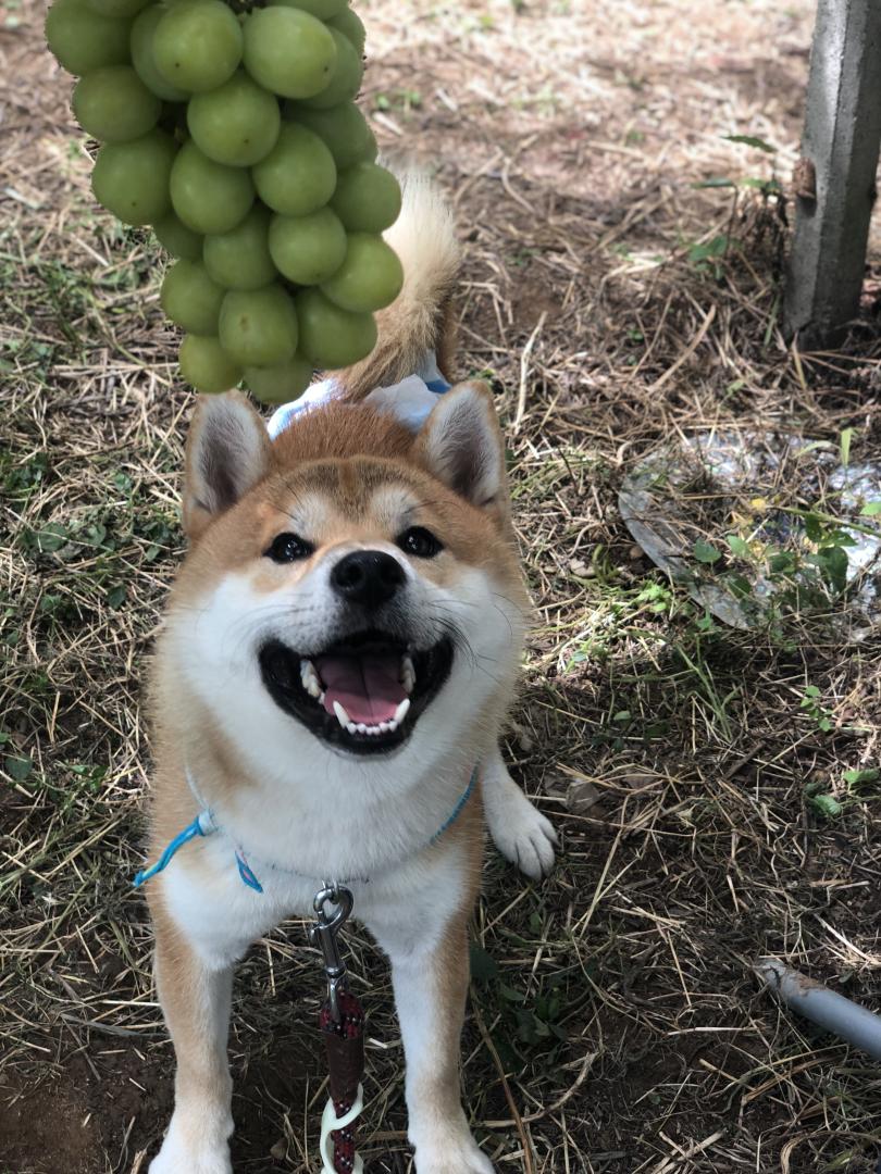 ボクも食べたい！