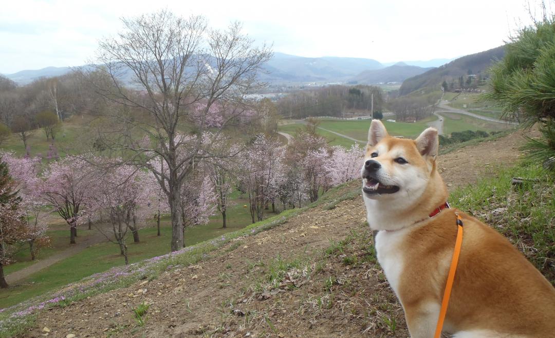 桜の丘で