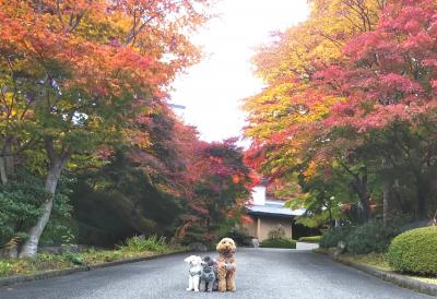 紅葉に囲まれて