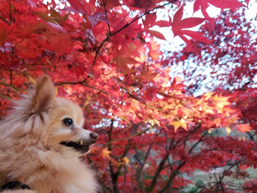 秋の伊豆巡り