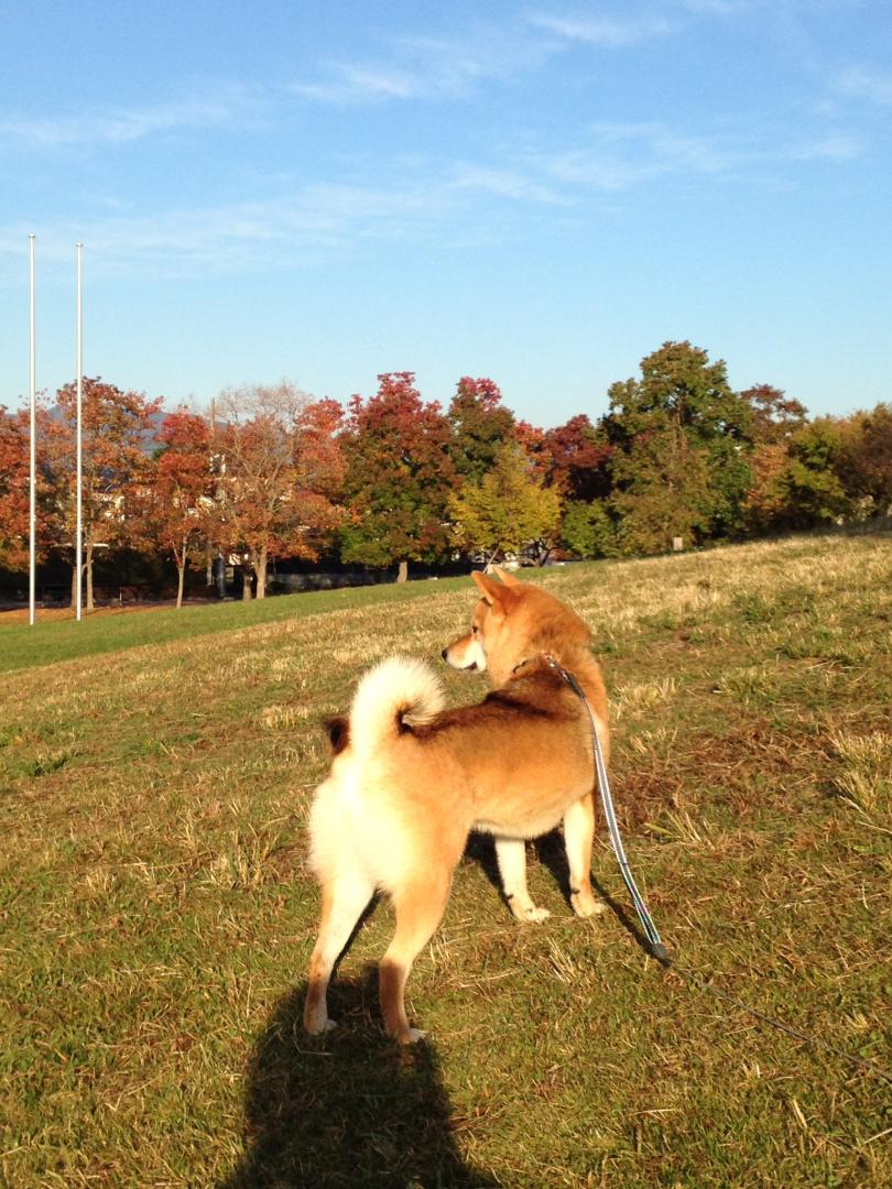 紅葉眺めて