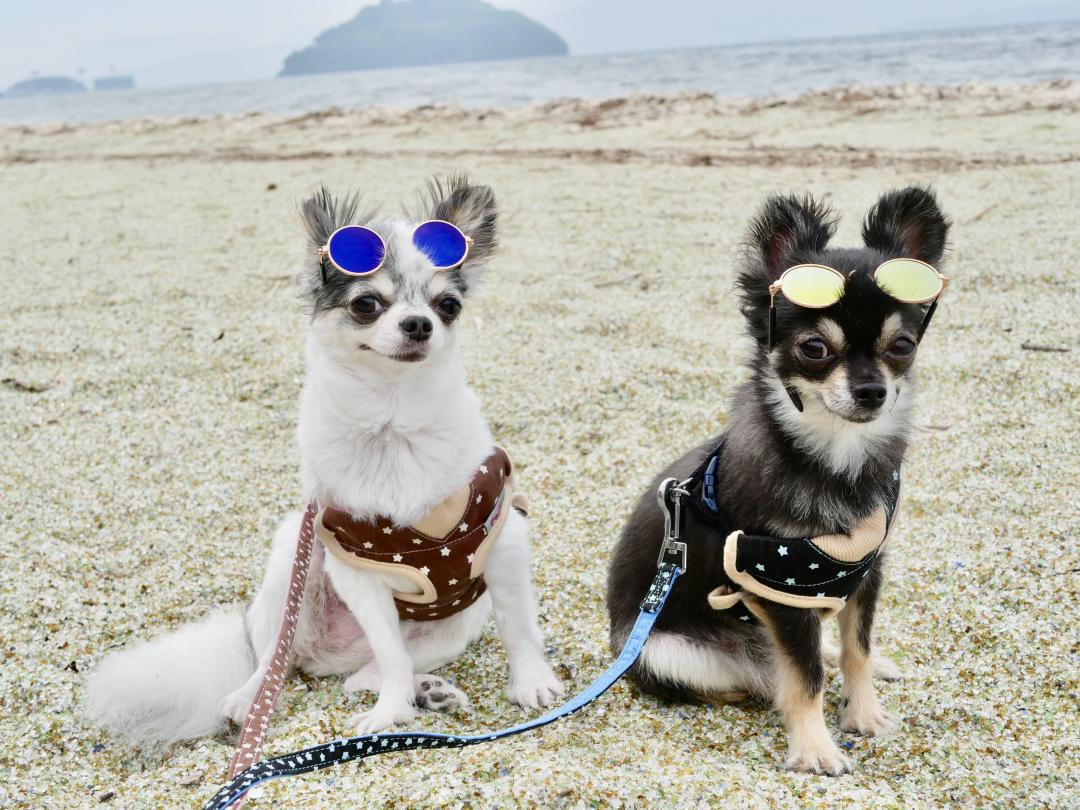 海風が気持ちいい季節