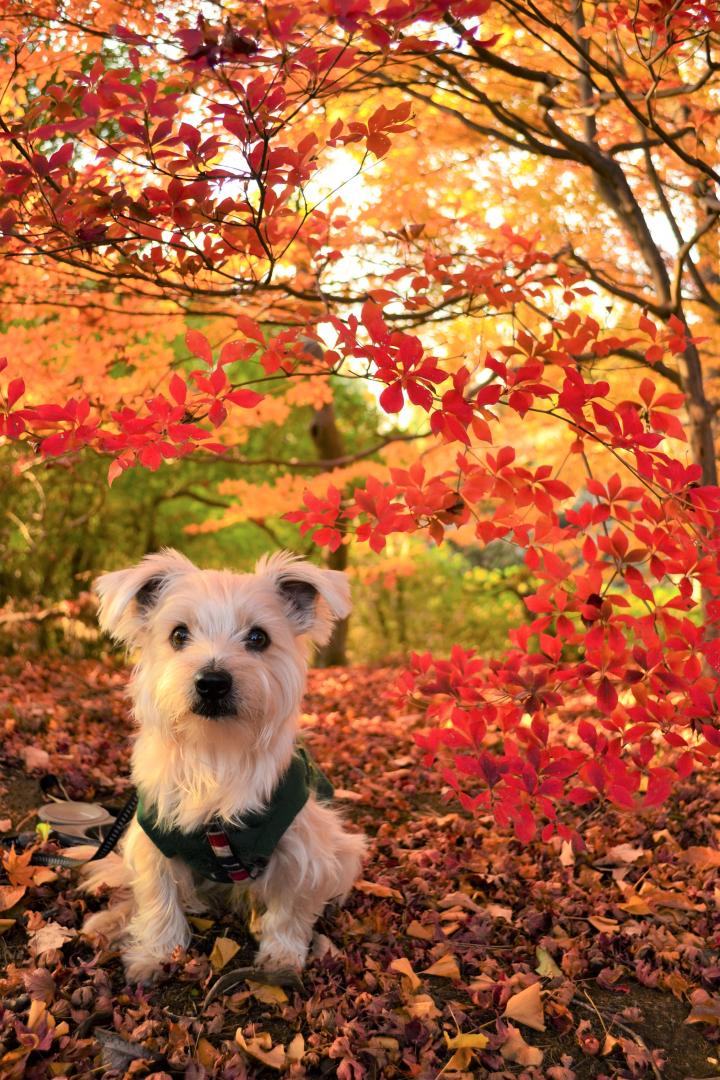 紅葉散歩