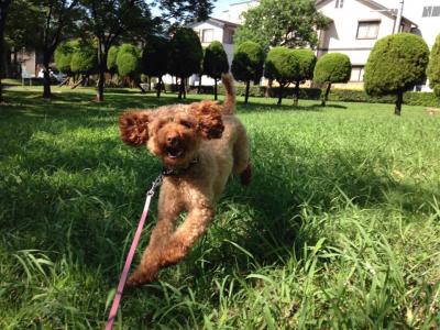 近くの公園で走る