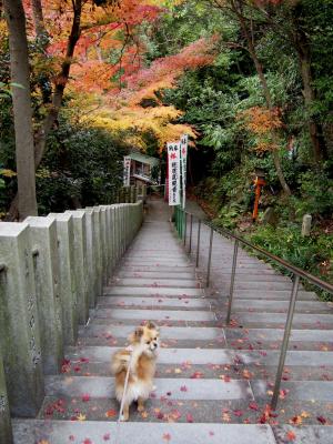 いぬ山のもみじ寺