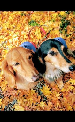 愛犬と紅葉狩り