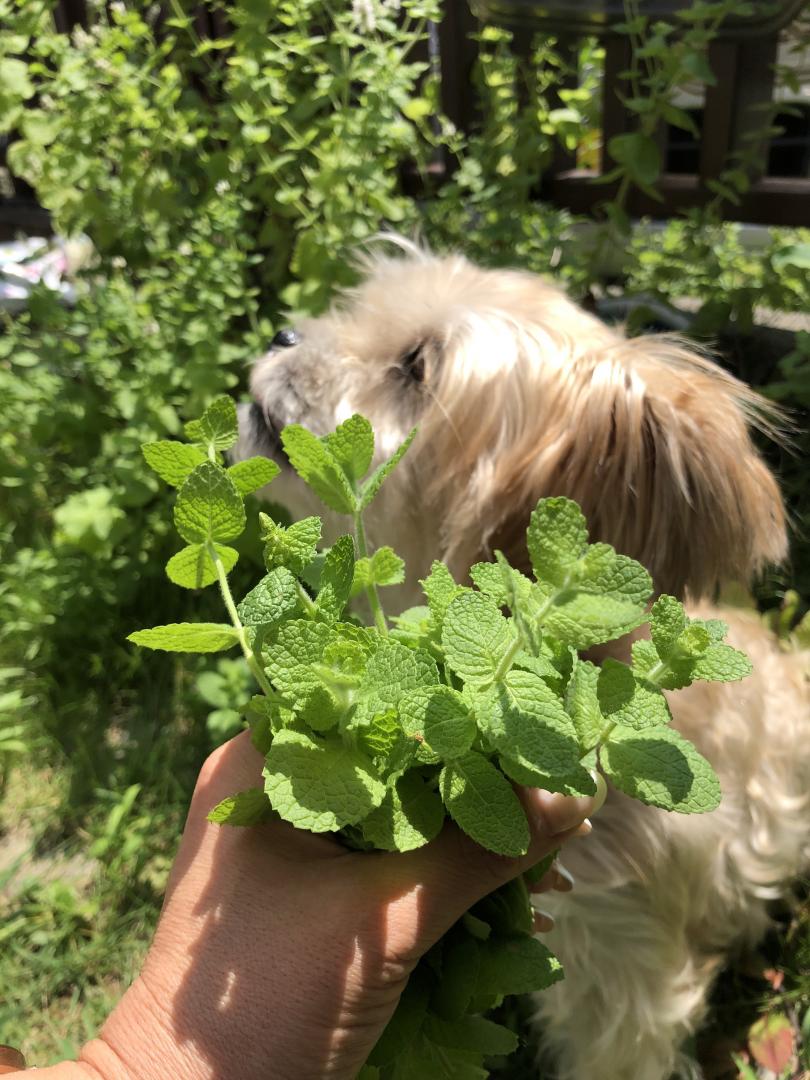 ミントに囲まれて☘