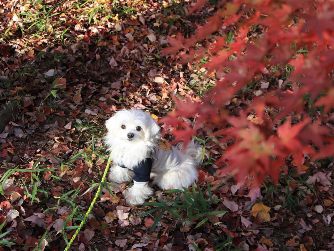 紅く染まる