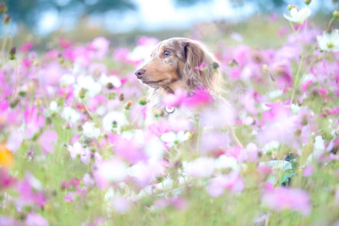 秋桜の中で