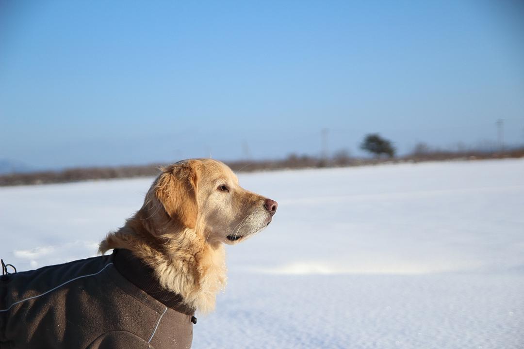 毎日雪遊びしたよね