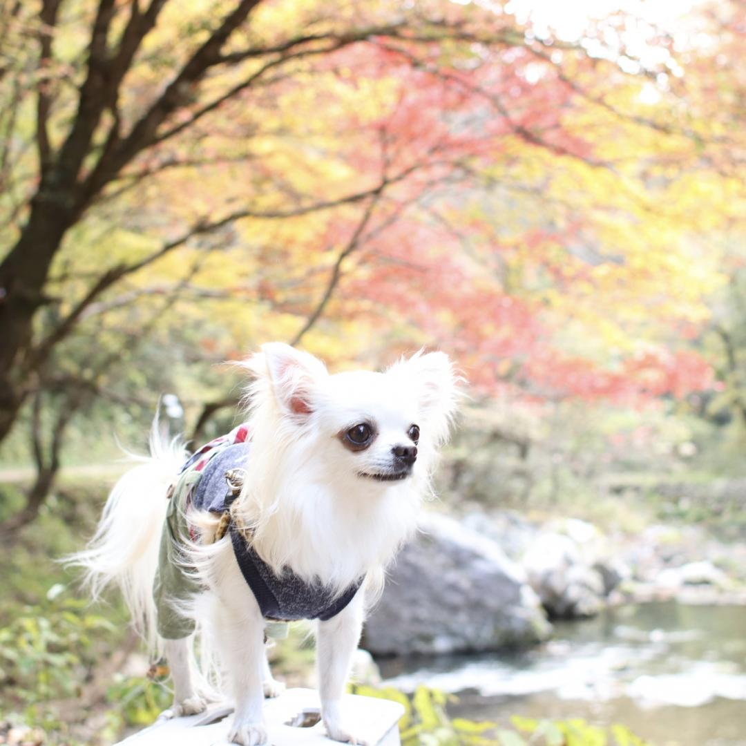 紅葉を見にお出かけ