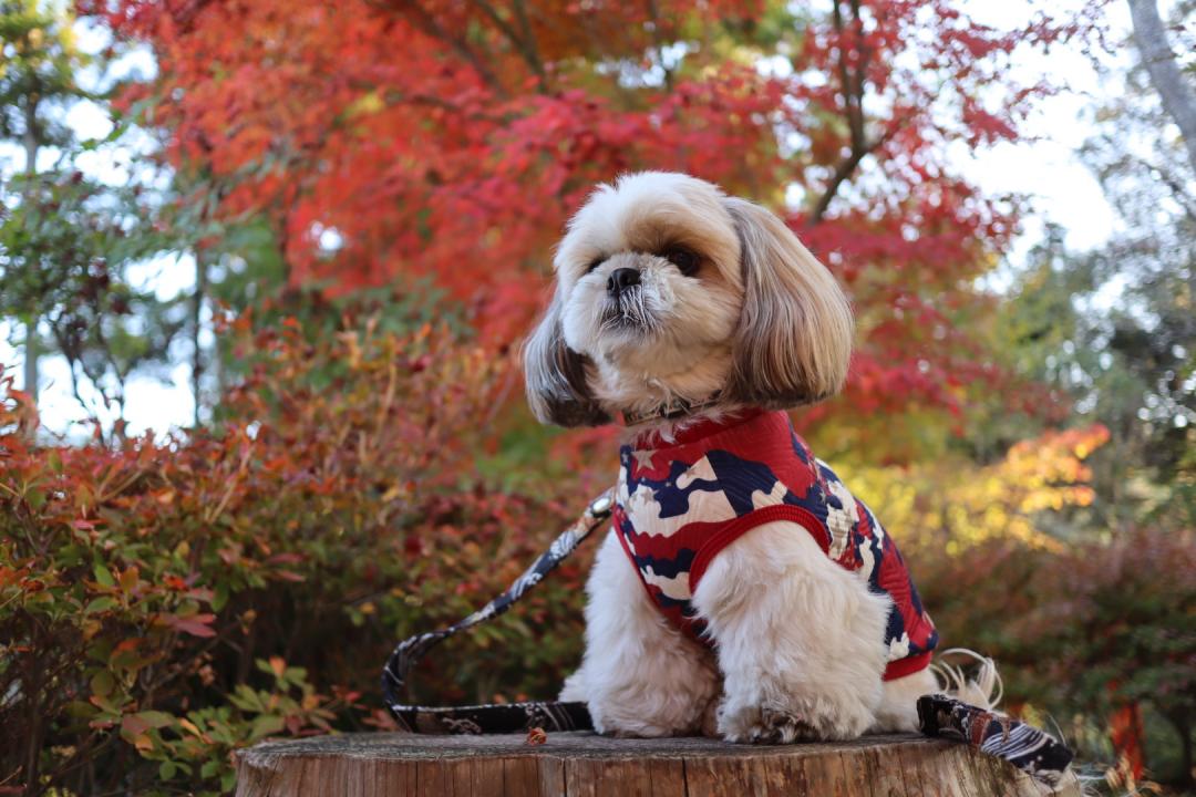 真っ赤な紅葉