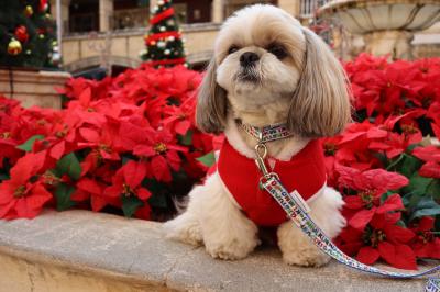 ポインセチアとXmasツリー