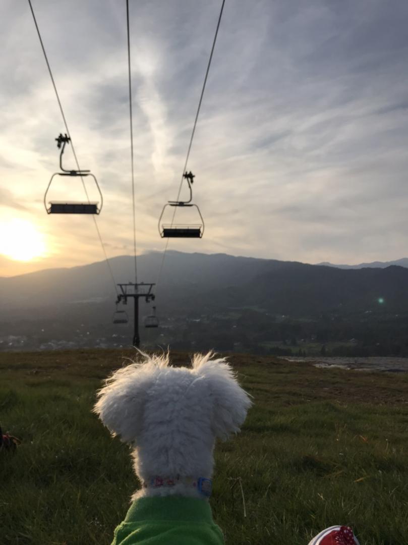 夕日に癒される愛犬