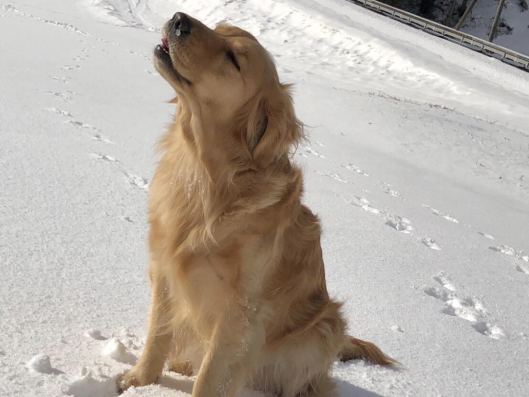 雪ってなんて素敵なの～