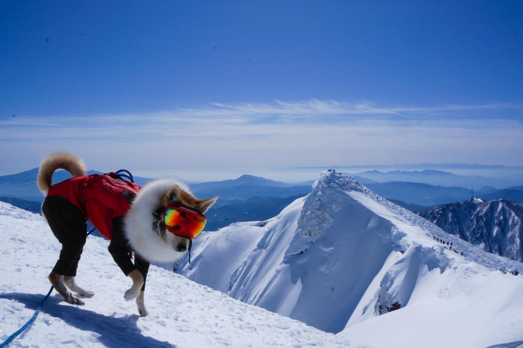 登山犬