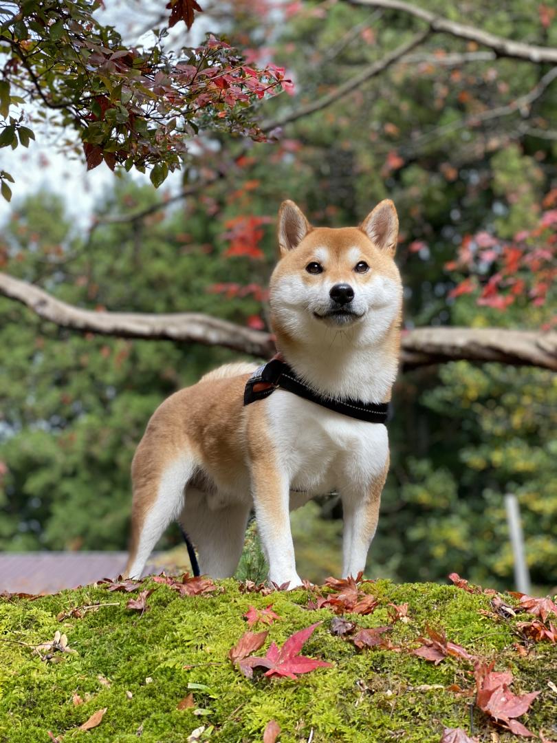 また来年