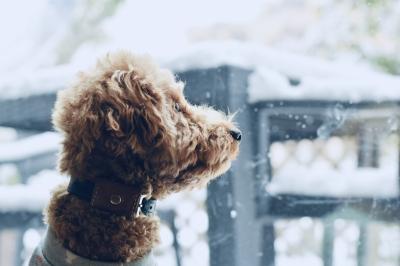 初雪