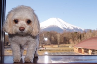 富士山をバックにおすまし