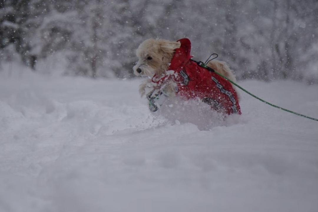 雪の中でも走る