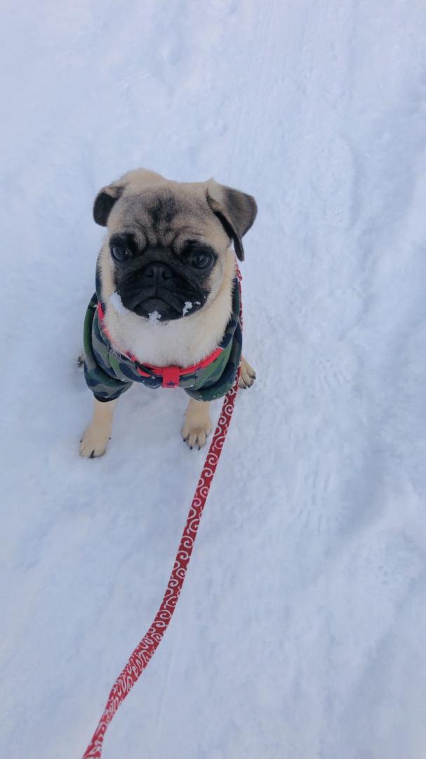 雪の中　歩きにくいよー。