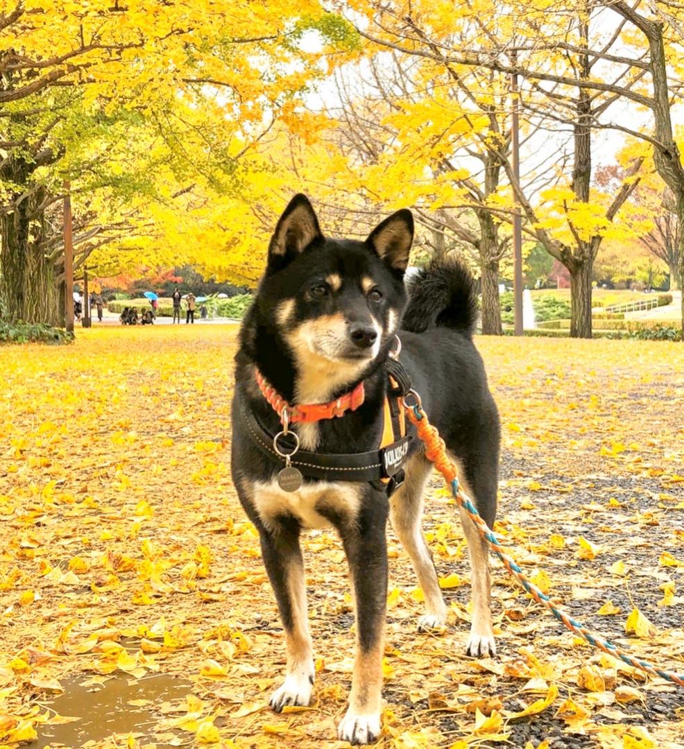 銀杏の絨毯